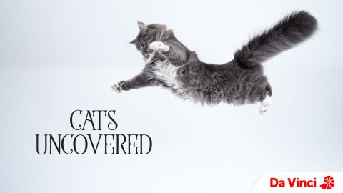Cats Uncovered